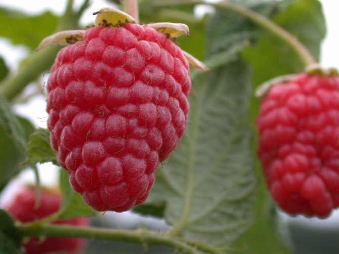 mga varieties ng raspberry Hercules