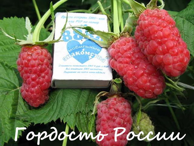 Raspberries of medium ripening Pride of Russia