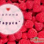 raspberry Tarusa