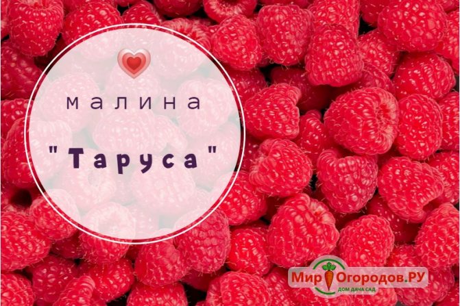 raspberry Tarusa