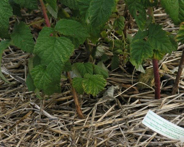 Raspberry care and cultivation