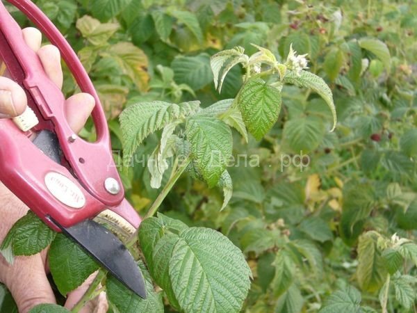 Mga raspberry: pag-aalaga, pruning at pagpapakain sa taglagas, sa kung ano at paano mo magagawa
