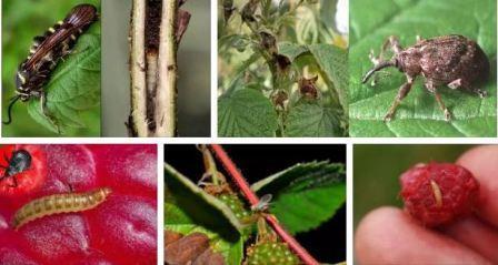 Mga raspberry: peste at sakit