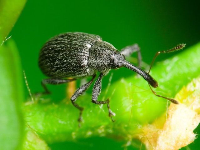 Raspberry-strawberry weevil close up