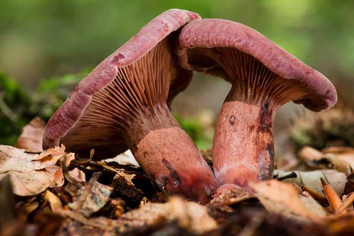 Inexperienced and novice connoisseurs of "quiet hunting, quite often confuse the red bitter with the fruiting bodies of the edible camphor mushroom or Lactarius camphoratu