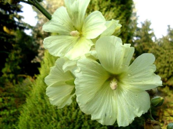 Malve oder Stockrose: beliebte Sorten, die aus Samen wachsen, pflanzen und weiter pflegen