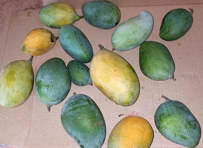 där mango växer i Ryssland