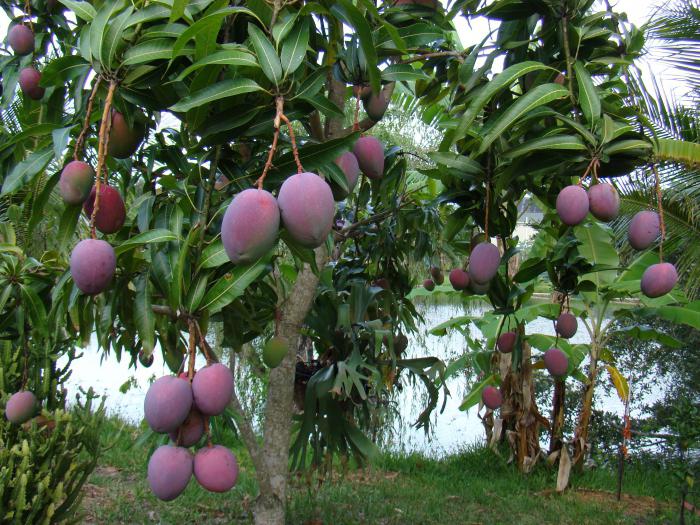 وصف فاكهة المانجو