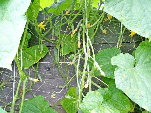 permanganat de potasiu în grădină, lupta împotriva făinării