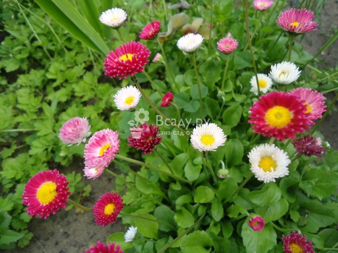 Daisies bloom from early spring to late autumn