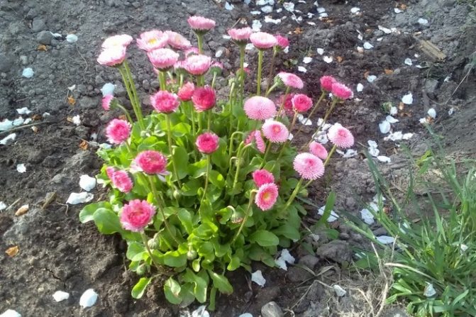 Gänseblümchen im Garten