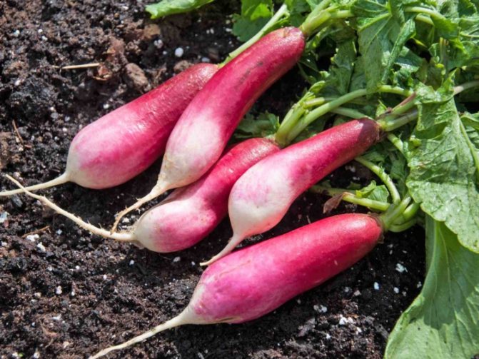 Margelan, watermelon and other varieties of radish: description and characteristics