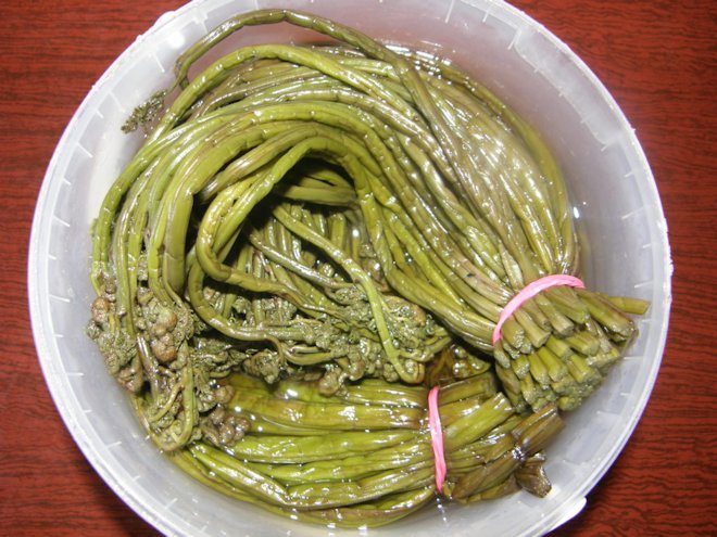 pickled fern