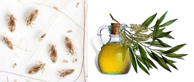 Tea tree oil for lice and nits