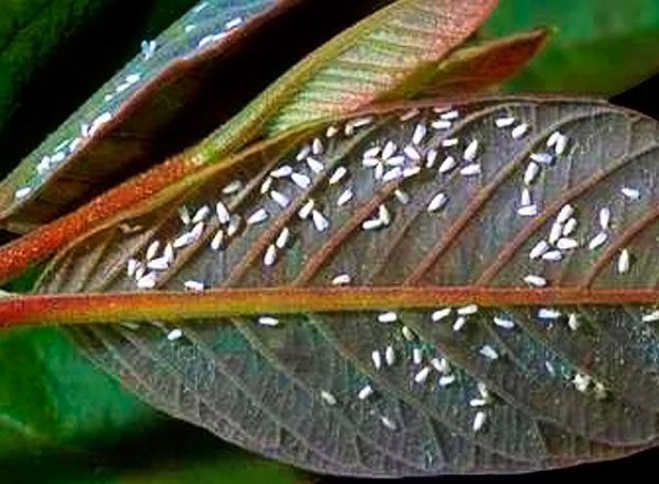 Mass infestation ng panloob na mga halaman sa pamamagitan ng butterfly whitefly