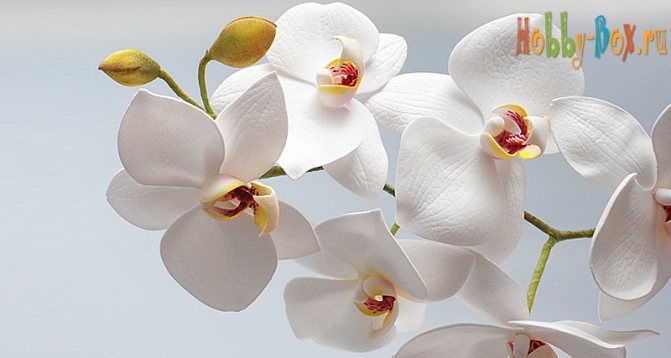 Майсторски клас орхидея от foamiran