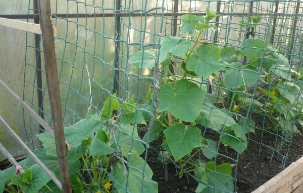 Materials for garters of cucumbers in the greenhouse