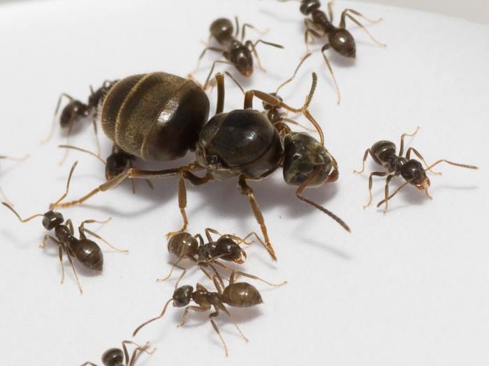 Матката на домашните мравки