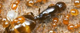 Мравка на матката