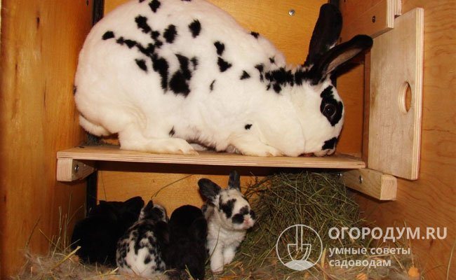 Майката на майката е необходима за отглеждане и кърмене на зайци средно на възраст до 1,5 месеца.