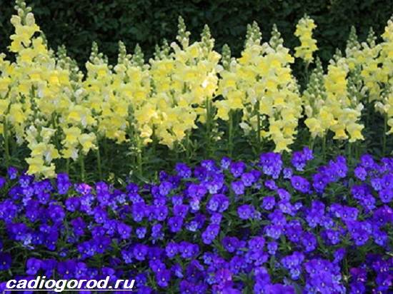 Матиола-цвете-описание-характеристики-видове-и-грижа-за-матиола-10