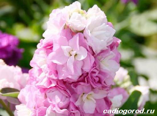 Matthiola-цвете-описание-характеристики-видове-и-грижа-за-матиола-11