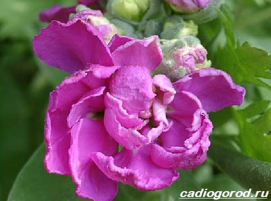 Матиола-цвете-описание-характеристики-видове-и-грижа-за-матиола-12