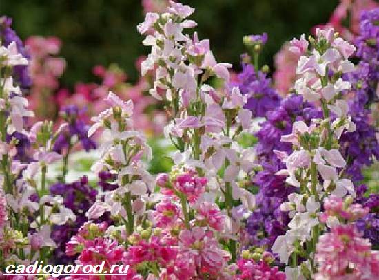 Матиола-цвете-описание-характеристики-видове-и-грижа-за-матиола-14