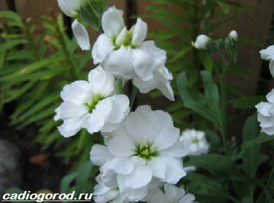 Матиола-цвете-описание-характеристики-видове-и-грижа-за-матиола-15