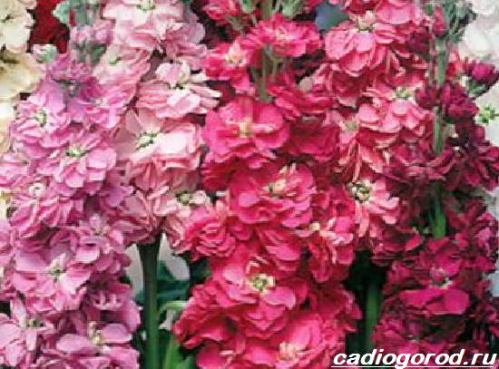 Matthiola-цвете-описание-характеристики-видове-и-грижа-за-матиола-16
