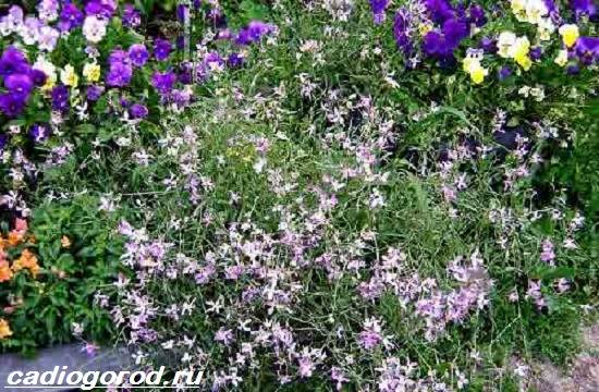 Матиола-цвете-описание-характеристики-видове-и-грижа-за-матиола-19