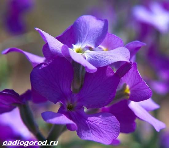 Матиола-цвете-описание-характеристики-видове-и-грижа-за-матиола-2