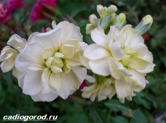 Матиола-цвете-описание-характеристики-видове-и-грижа-за-матиола-4