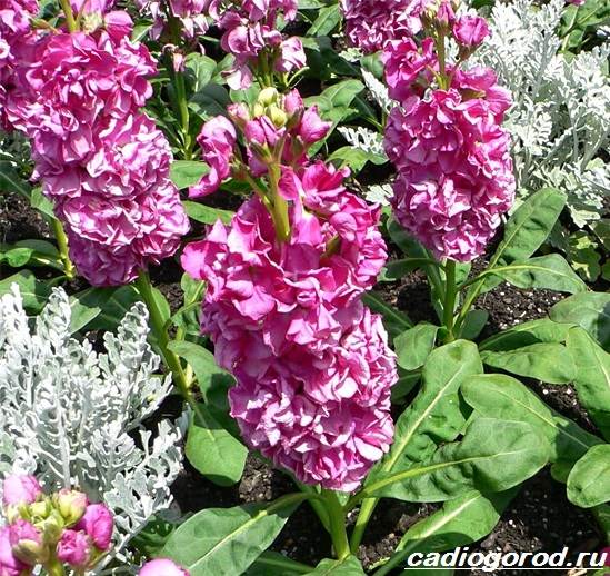 Matthiola-цвете-описание-характеристики-видове-и-грижа-за-матиола-5