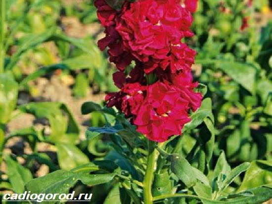 Matthiola-цвете-описание-характеристики-видове-и-грижа-за-матиола-6