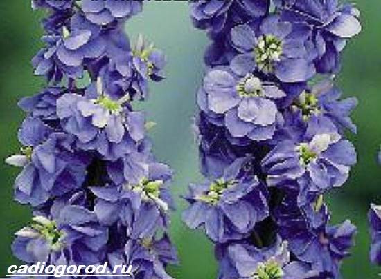 Матиола-цвете-описание-характеристики-видове-и-грижа-за-матиола-7