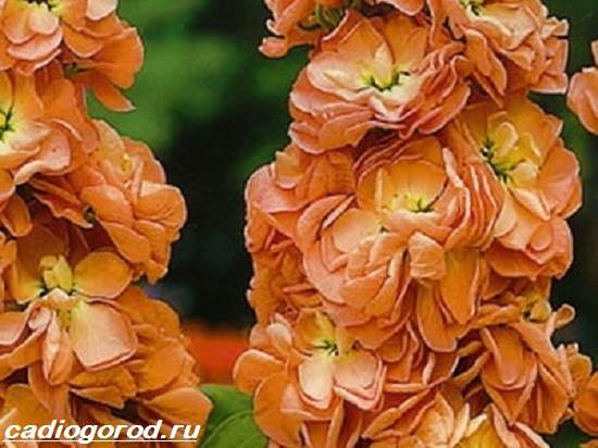 Matthiola-цвете-описание-характеристики-видове-и-грижа-за-матиола-8