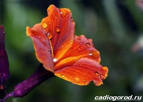 Matthiola-цвете-описание-характеристики-видове-и-грижа-за-матиола-9