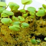 semințe de mattiola în creștere atunci când se plantează