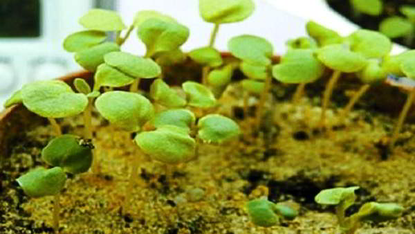 mattiola utsäde växer när man ska plantera