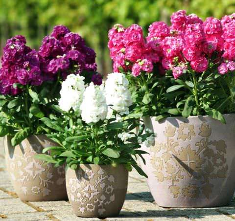 Matthiola two-horned