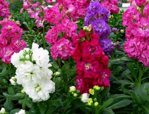 Matthiola does not need to be sown in rows