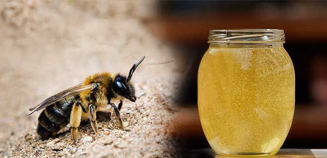 Andrena's honey