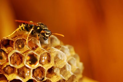 honey at wasp
