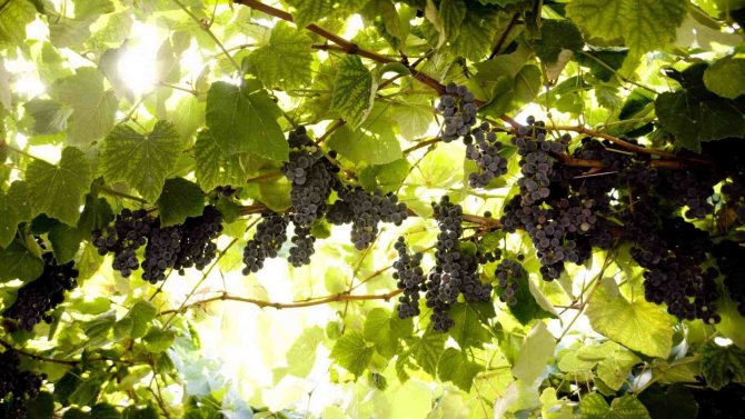 Kopparsulfat för druvor: hur man odlar för bearbetning och sprutning