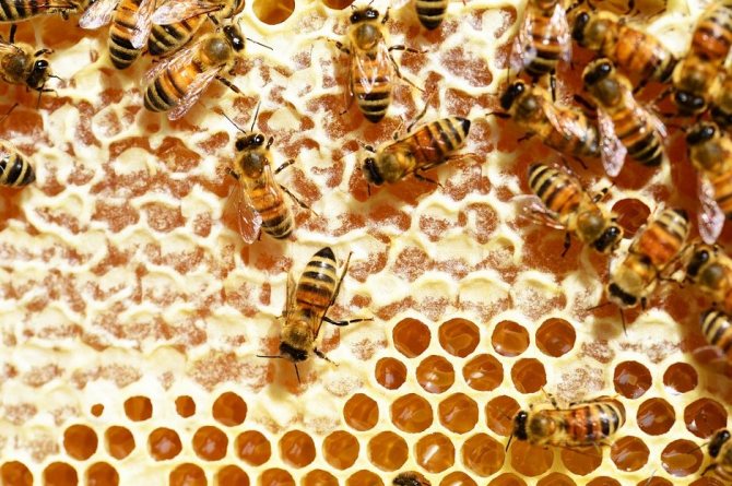 Mga honey bees