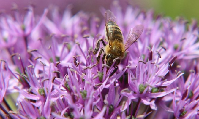 Медени растения за пчели