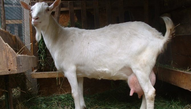 Megrelian goat