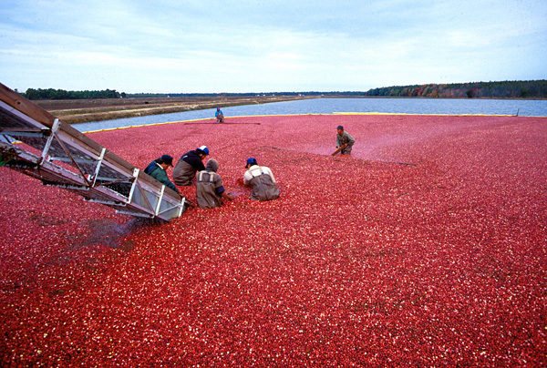 Penuaian cranberry secara mekanikal di ladang perindustrian