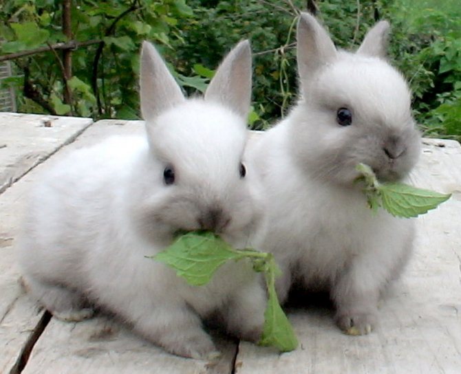 Små dekorativa kaniner